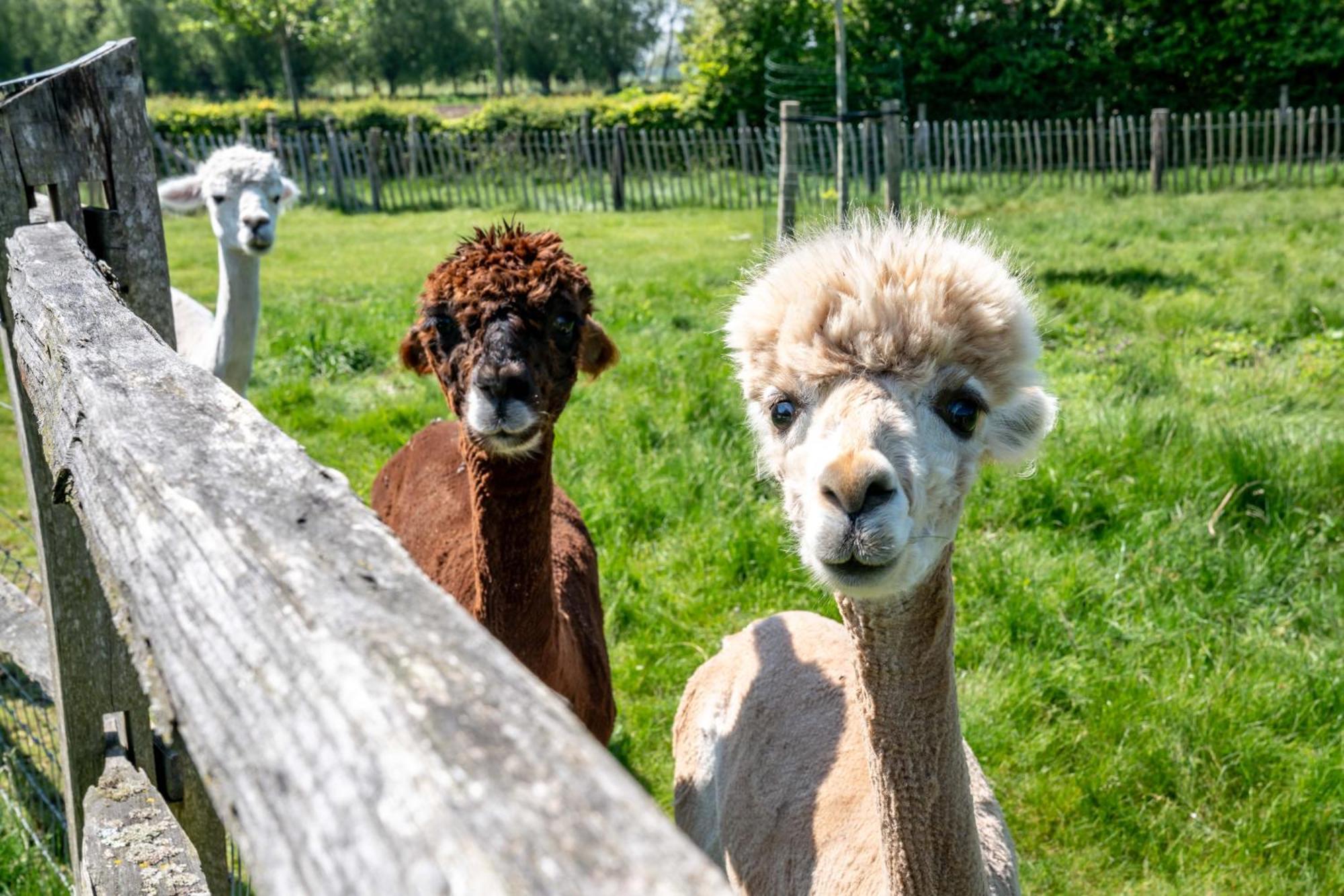 Hoeve Den Akker - Luxueuze Vakantiewoningen Met Privetuinen En Alpaca'S Nabij Brugge, Damme, Knokke, Sluis En Cadzand Kültér fotó
