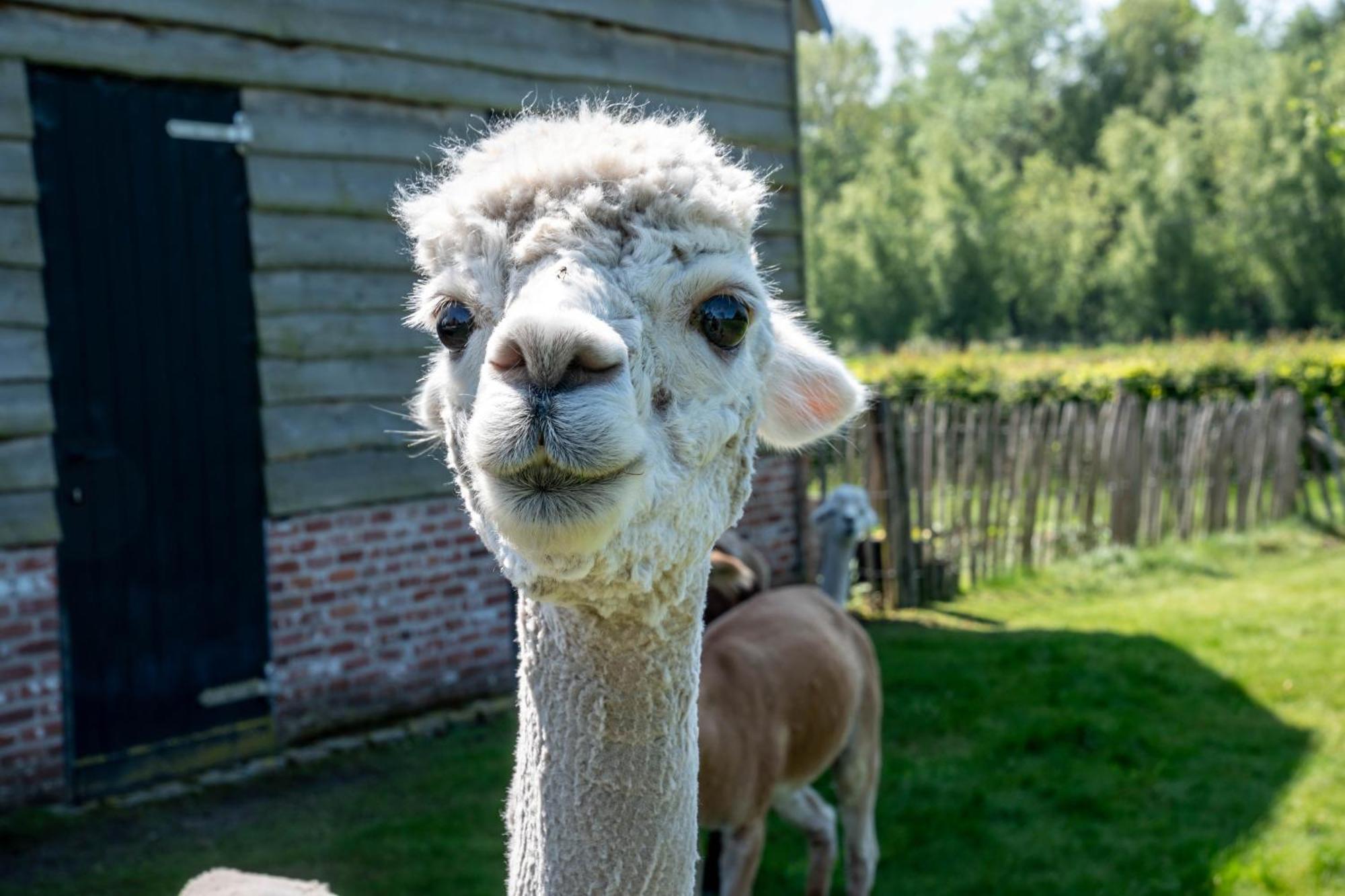 Hoeve Den Akker - Luxueuze Vakantiewoningen Met Privetuinen En Alpaca'S Nabij Brugge, Damme, Knokke, Sluis En Cadzand Kültér fotó
